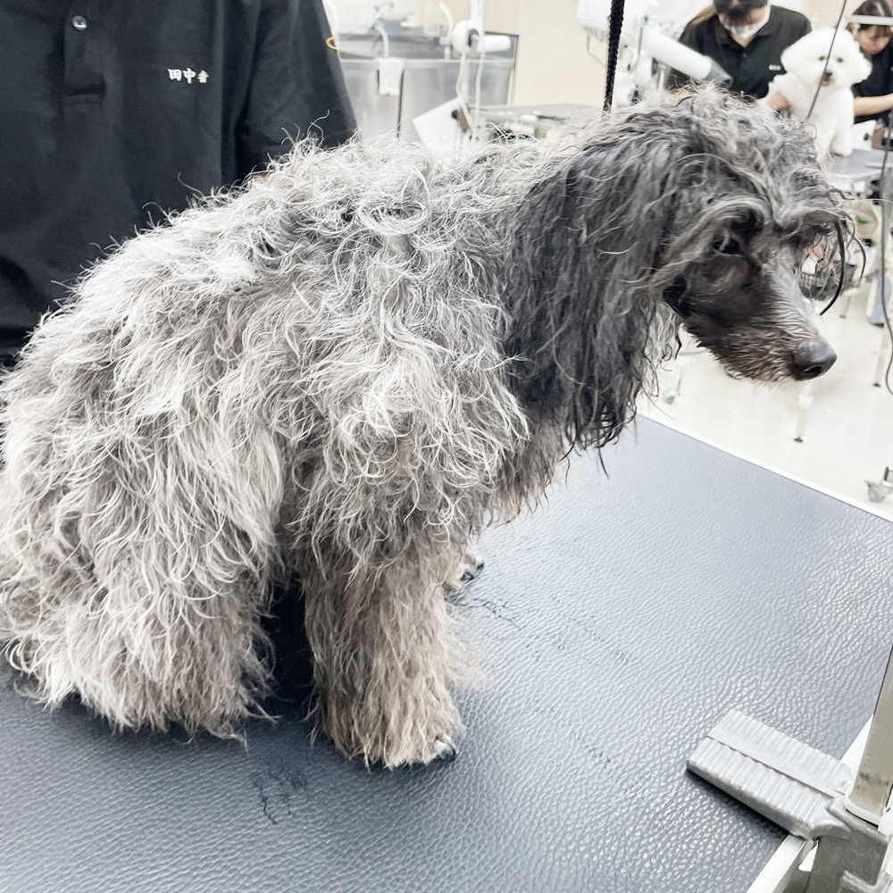 たくさんの犬種が来てくれます！